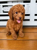 Penny, a female Cavapoo for sale in Fort Walton Beach, FL – 7 of 8