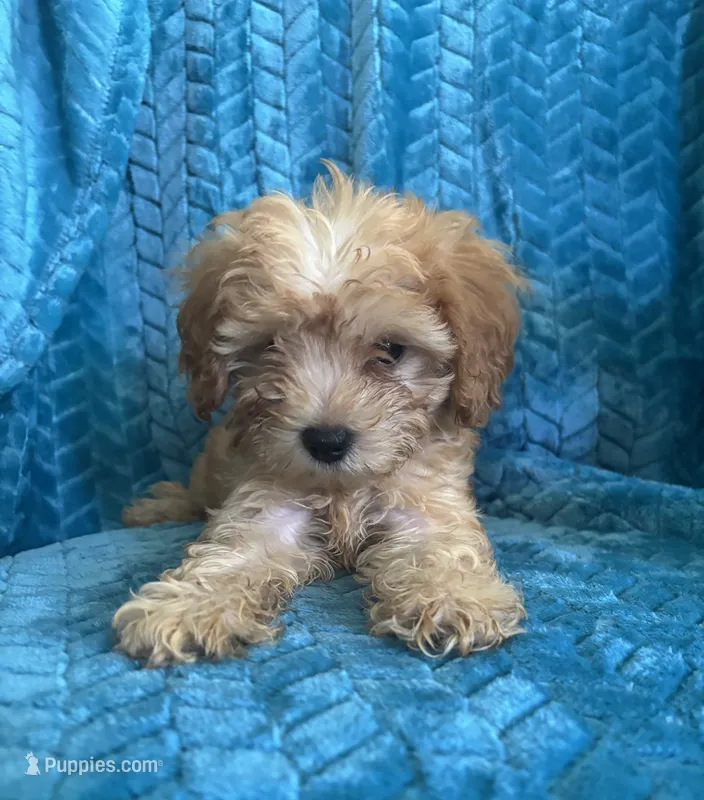 Molly – Maltipoo puppy for sale in Fort Walton Beach, FL