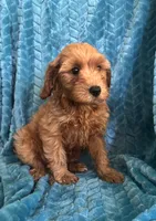 Dexter, a male Maltipoo for sale in Fort Walton Beach, FL – 3 of 9