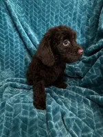 Truffles, a female Cavapoo for sale in Fort Walton Beach, FL – 2 of 6