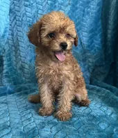 Reba, a female Maltipoo for sale in Fort Walton Beach, FL – 8 of 10