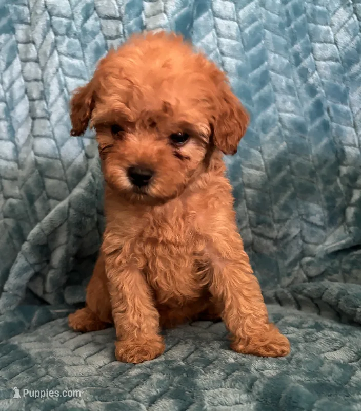 Reba – Maltipoo puppy for sale in Fort Walton Beach, FL