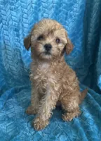 Reba, a female Maltipoo for sale in Fort Walton Beach, FL – 7 of 10