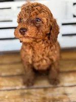 Copper, a male Poodle - Miniature  for sale in Fort Walton Beach, FL – Photo 2 of 9