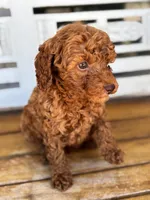 Copper, a male Poodle - Miniature  for sale in Fort Walton Beach, FL – Photo 5 of 9
