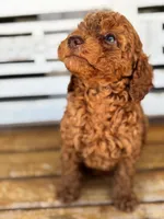 Copper, a male Poodle - Miniature  for sale in Fort Walton Beach, FL – Photo 3 of 9