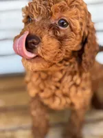 Copper, a male Poodle - Miniature  for sale in Fort Walton Beach, FL – Photo 1 of 9