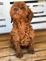 Copper, a male Poodle - Miniature  for sale in Fort Walton Beach, FL – Photo 7 of 9