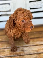 Copper, a male Poodle - Miniature  for sale in Fort Walton Beach, FL – Photo 4 of 9