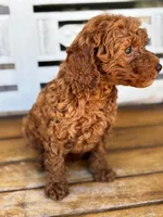 Copper, a male Poodle - Miniature  for sale in Fort Walton Beach, FL – Photo 8 of 9