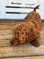 Copper, a male Poodle - Miniature  for sale in Fort Walton Beach, FL – Photo 9 of 9