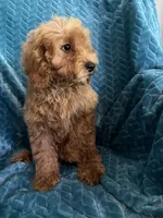 Rusty, a male Cavapoo for sale in Fayetteville, TN – 7 of 10