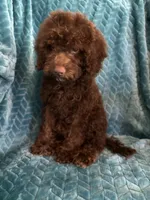 Hershey, a male Cavapoo for sale in Fayetteville, TN – 4 of 10