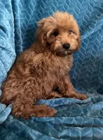 Rusty, a male Cavapoo for sale in Fayetteville, TN – 10 of 10