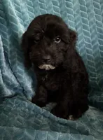 Millie, a female Cavapoo for sale in Fayetteville, TN – 10 of 10