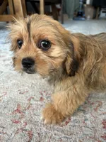 Hazel, a female Cavalier King Charles Spaniel and Shih Tzu for sale in Fort Walton Beach, FL – Photo 10 of 10
