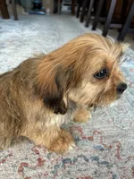 Hazel, a female Cavalier King Charles Spaniel and Shih Tzu for sale in Fort Walton Beach, FL – Photo 8 of 10