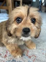 Hazel, a female Cavalier King Charles Spaniel and Shih Tzu for sale in Fort Walton Beach, FL – Photo 4 of 10