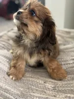Hazel, a female Cavalier King Charles Spaniel and Shih Tzu for sale in Fort Walton Beach, FL – Photo 6 of 10