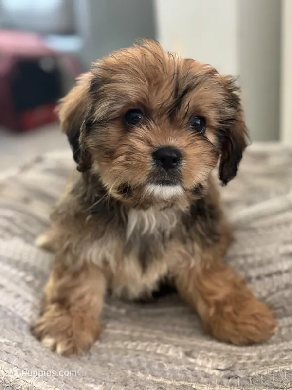 Hazel, a female Cavalier King Charles Spaniel and Shih Tzu for sale in Fort Walton Beach, FL – Photo 1 of 10