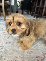 Hazel, a female Cavalier King Charles Spaniel and Shih Tzu for sale in Fort Walton Beach, FL – Photo 5 of 10