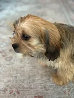 Hazel, a female Cavalier King Charles Spaniel and Shih Tzu for sale in Fort Walton Beach, FL – Photo 10 of 10