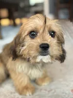 Hazel, a female Cavalier King Charles Spaniel and Shih Tzu for sale in Fort Walton Beach, FL – Photo 2 of 10
