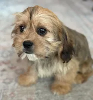 Hazel, a female Cavalier King Charles Spaniel and Shih Tzu for sale in Fort Walton Beach, FL – Photo 3 of 10
