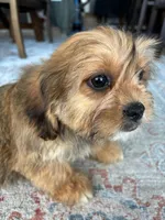 Hazel, a female Cavalier King Charles Spaniel and Shih Tzu for sale in Fort Walton Beach, FL – Photo 7 of 10