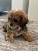 Hazel, a female Cavalier King Charles Spaniel and Shih Tzu for sale in Fort Walton Beach, FL – Photo 3 of 10
