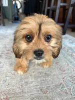Hazel, a female Cavalier King Charles Spaniel and Shih Tzu for sale in Fort Walton Beach, FL – Photo 6 of 10