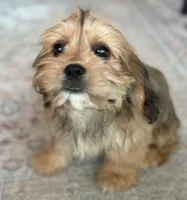 Hazel, a female Cavalier King Charles Spaniel and Shih Tzu for sale in Fort Walton Beach, FL – Photo 4 of 10