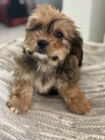 Hazel, a female Cavalier King Charles Spaniel and Shih Tzu for sale in Fort Walton Beach, FL – Photo 8 of 10