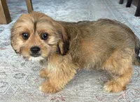 Hazel, a female Cavalier King Charles Spaniel and Shih Tzu for sale in Fort Walton Beach, FL – Photo 3 of 10