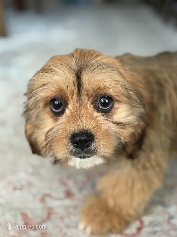 Hazel – Cavalier King Charles Spaniel, Shih Tzu puppy for sale in Fort Walton Beach, FL