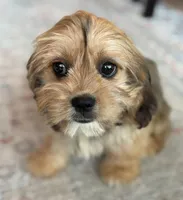 Hazel, a female Cavalier King Charles Spaniel and Shih Tzu for sale in Fort Walton Beach, FL – Photo 6 of 10