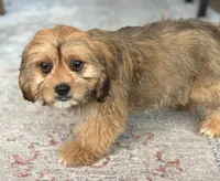 Hazel, a female Cavalier King Charles Spaniel and Shih Tzu for sale in Fort Walton Beach, FL – Photo 2 of 10