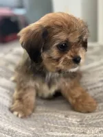Hazel, a female Cavalier King Charles Spaniel and Shih Tzu for sale in Fort Walton Beach, FL – Photo 4 of 10