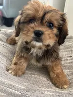 Hazel, a female Cavalier King Charles Spaniel and Shih Tzu for sale in Fort Walton Beach, FL – Photo 10 of 10