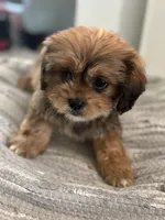 Hazel, a female Cavalier King Charles Spaniel and Shih Tzu for sale in Fort Walton Beach, FL – Photo 9 of 10