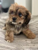 Hazel, a female Cavalier King Charles Spaniel and Shih Tzu for sale in Fort Walton Beach, FL – Photo 5 of 10