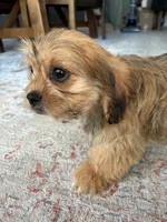 Hazel, a female Cavalier King Charles Spaniel and Shih Tzu for sale in Fort Walton Beach, FL – Photo 9 of 10