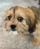 Hazel, a female Cavalier King Charles Spaniel and Shih Tzu for sale in Fort Walton Beach, FL – Photo 5 of 10