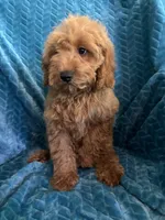 Rusty, a male Cavapoo for sale in Fayetteville, TN – 2 of 10