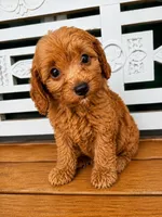 Rusty, a male Cavapoo for sale in Fort Walton Beach, FL – 5 of 7