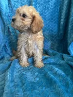 Molly, a female Maltipoo for sale in Fort Walton Beach, FL – 3 of 10