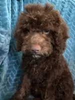 Hershey, a male Cavapoo for sale in Fayetteville, TN – 2 of 10