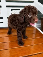 Hershey, a male Cavapoo for sale in Fort Walton Beach, FL – 6 of 7