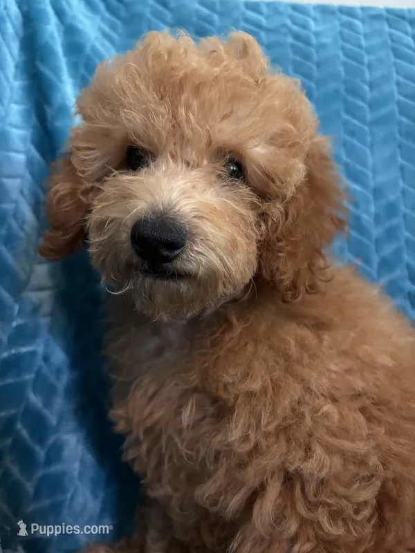Jr – Poodle - Miniature  puppy for sale in Fort Walton Beach, FL