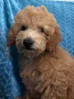 Jr, a male Poodle - Miniature  for sale in Fayetteville, TN – 1 of 10
